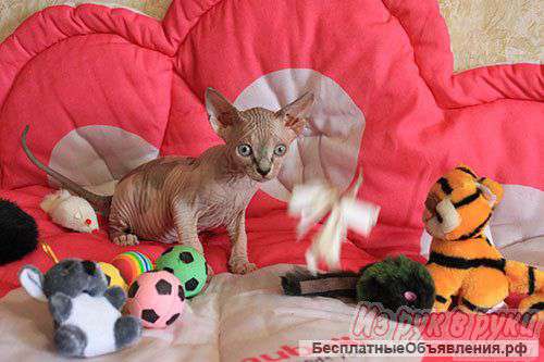 Котята канадского сфинкса