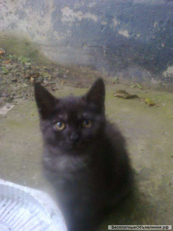 Отдам в хорошие руки кота