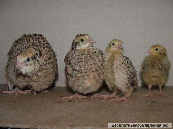 Перепела, яйцо инкубационное, цыплёнок бройлер