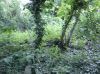 Земельный участок в Ялте с лесными деревьями и ручьем