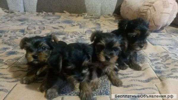 Щенки Йорка