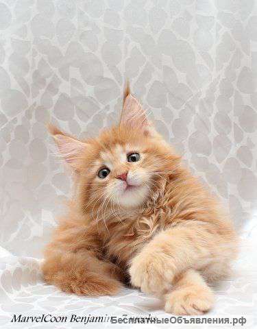 Мейн-кун котята