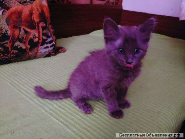 Красивые котята