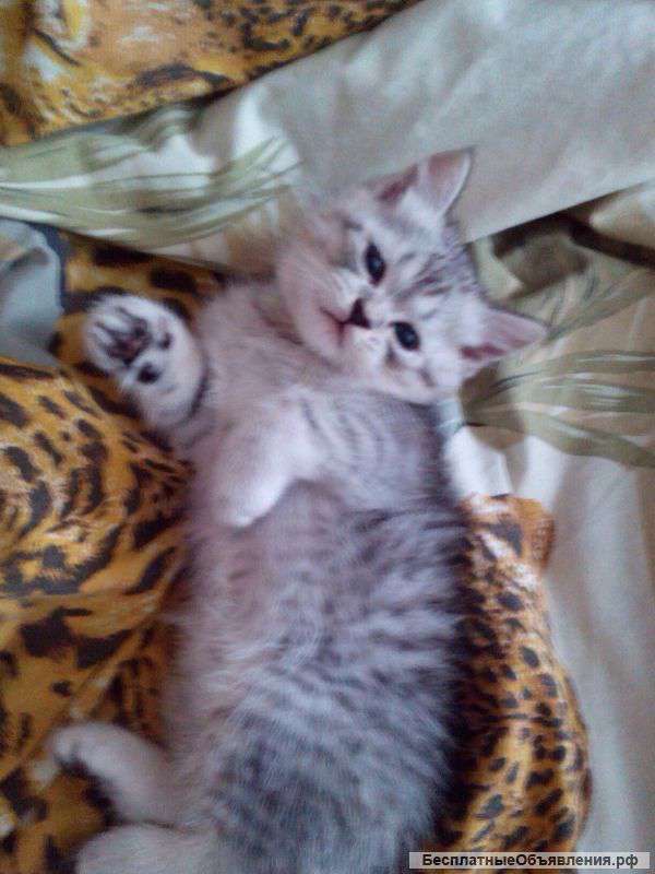 Шотландских котят