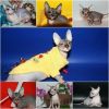 Удивительные котята Донского Сфинкса