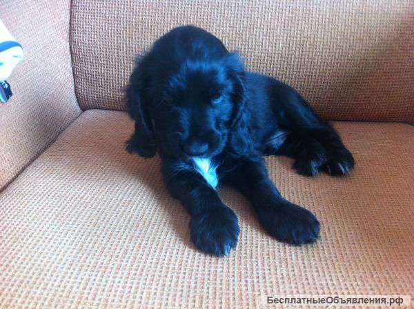 Бесплатное обьявление