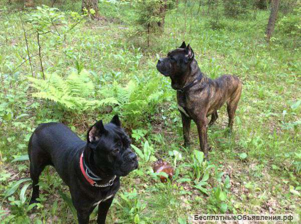 Щенков Кане Корсо