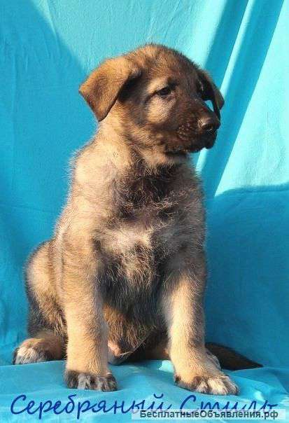 Восточно-европейской овчарки щенки