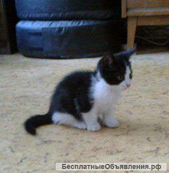 Абсолютно симметричный окрас "Феликс", 2 мес