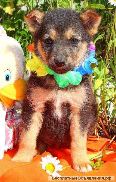 Щенки в добрые ручки