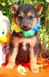 Щенки в добрые ручки