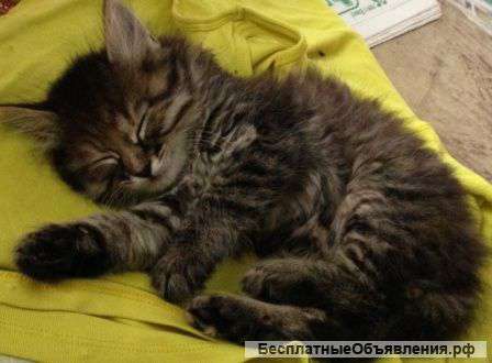 Котенок-девочка в добрые руки