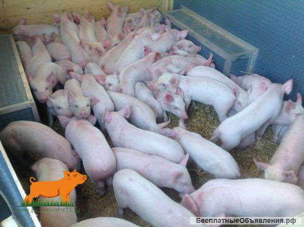 Поросят