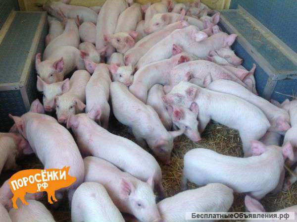 Поросята белые