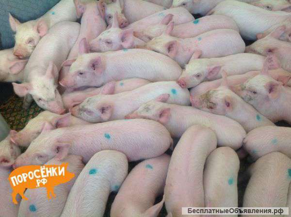 Поросят