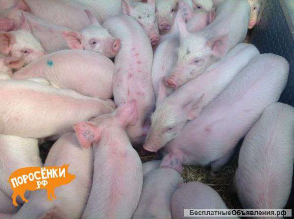 Ландрас порода свиней