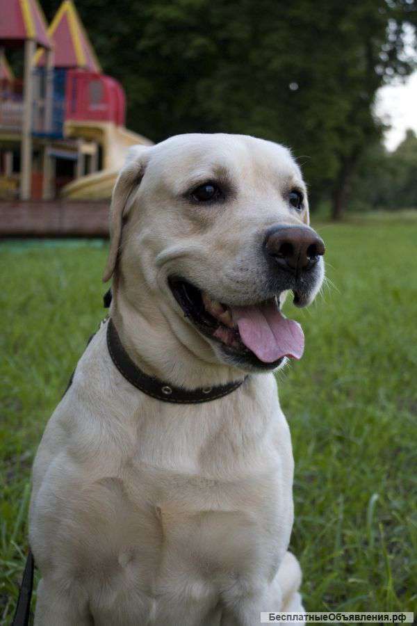Лабрадор Грей-активный.молодой красавец. в дар