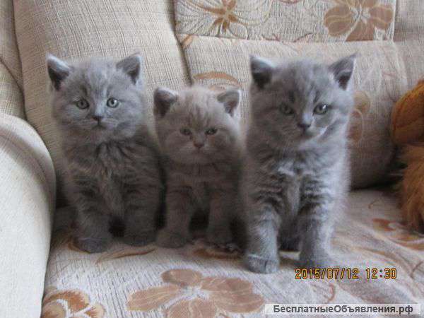 Британские котята