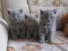Британские котята