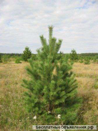 Новогодние ёлки ели и сосны можно у нас