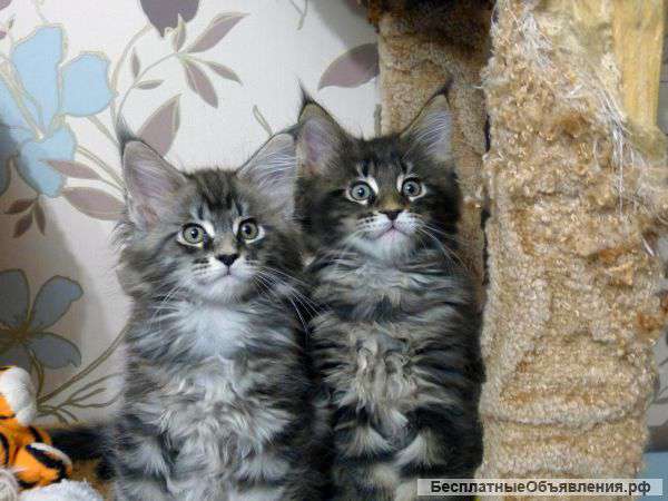 3 кошечки мейн-кун