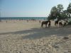 Сдаю номера с условиями у моря в Крыму