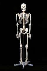 Модель "Скелет человека 1м 70 см на роликовой подставке - в наличии