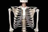 Модель "Скелет человека 1м 70 см на роликовой подставке - в наличии