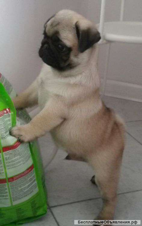 Плюшка мопс