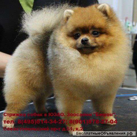 Стрижка собак и кошек в Москве. Зоосалон "Бишон".