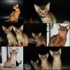 Чистокровные Абиссинские котята –дорогих окрасов