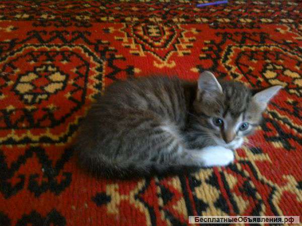 Котята в хорошие руки