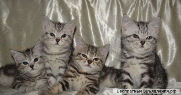 Милые британцы даром