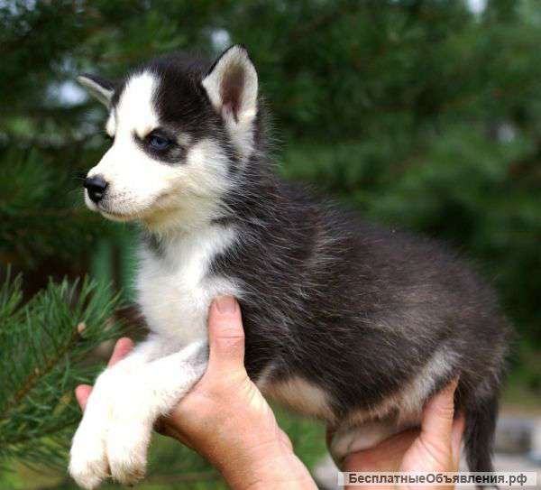 Щенки сибирской хаски почти даром