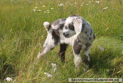 Нубийские козочки 50%