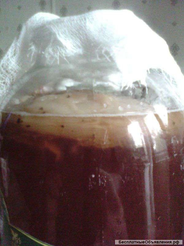 Живой,целебный -чайный гриб