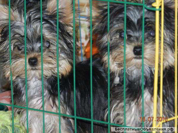 Йокширские малыши