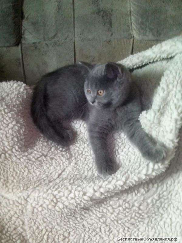 Чистокровные британские котята с документами