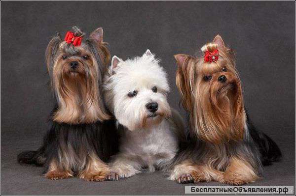 Стрижка собак и кошек