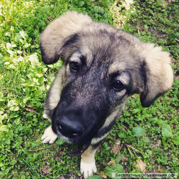Щенок Белка 4 мес