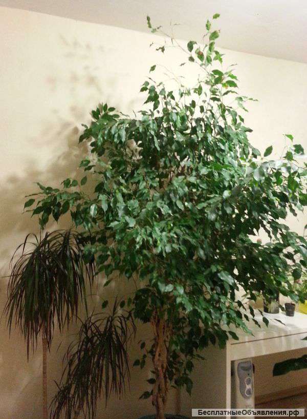 Фикус бенджамина