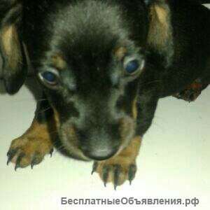 Щенки таксы