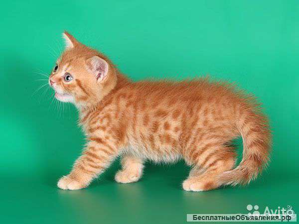 Котят британцев