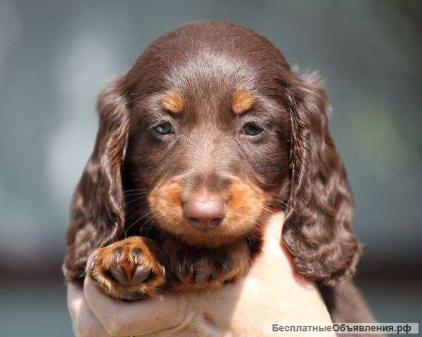 Щенки таксы миниатюрной длинношерстной