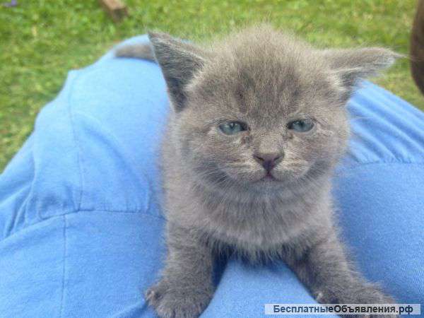 Котята британские