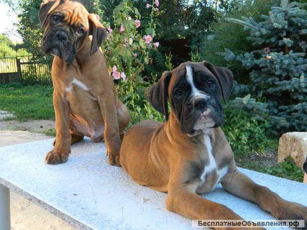 Щенков немецкого боксера