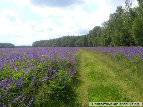 Участок 6 сот., земли сельхозназначения (СНТ, ДНП), Каширское шоссе, 49 км