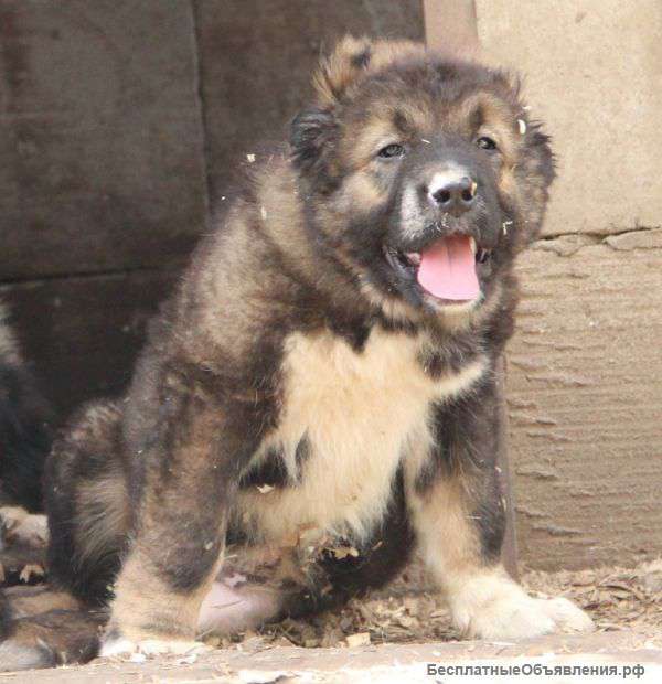 Щенки кавказской овчарки