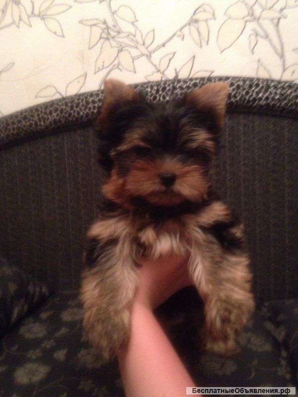 Не пролистайте мимо. Маленькая девочка ищет хозяев.