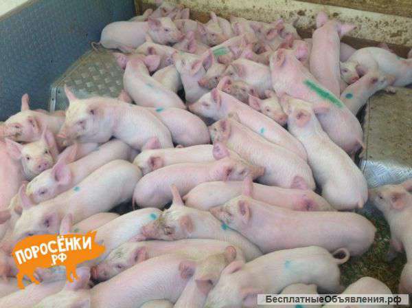 Домашний поросенок